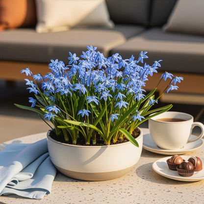 Blumenzwiebeln Scilla Siberica | 50 Stück Lila – Zwiebelgröße 7/8 – XXL Pack