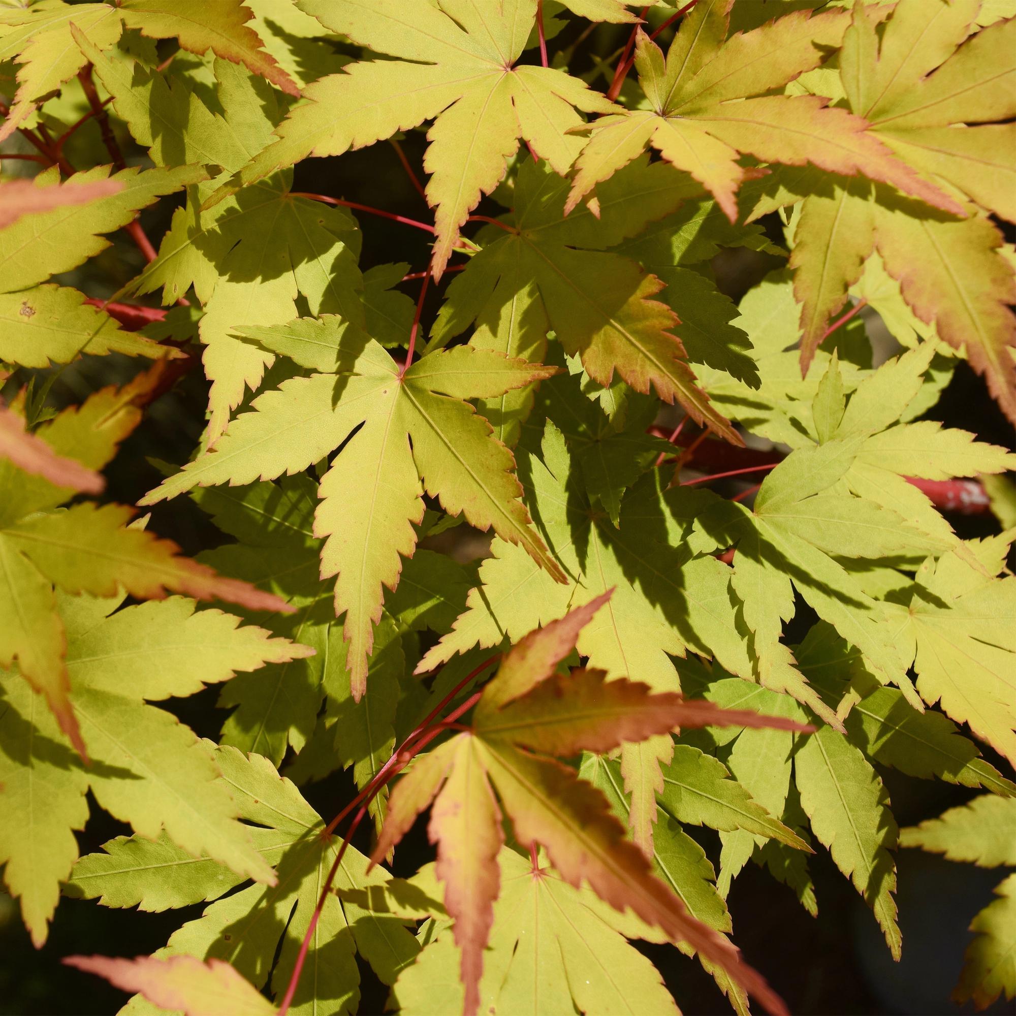 GreenboutiQ - Balkonpflanze - Japanischer Ahorn - Acer palmatum Summergold - Gelb - 2 Pflanzen - Laubabwerfend - Topf 19cm Höhe 70cm