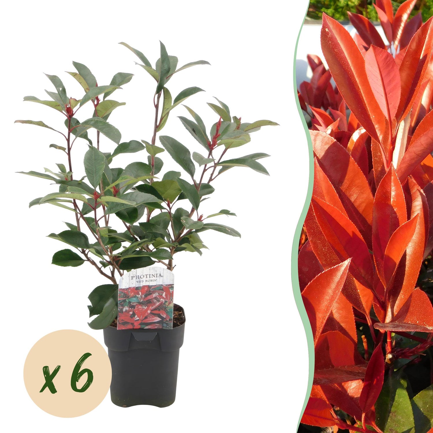 Heckenpflanzen - Photinia fraseri Red Robin - grün rot - 6 Pflanzen - 1 laufender Meter - immergrün - Topf 17cm Höhe 50cm