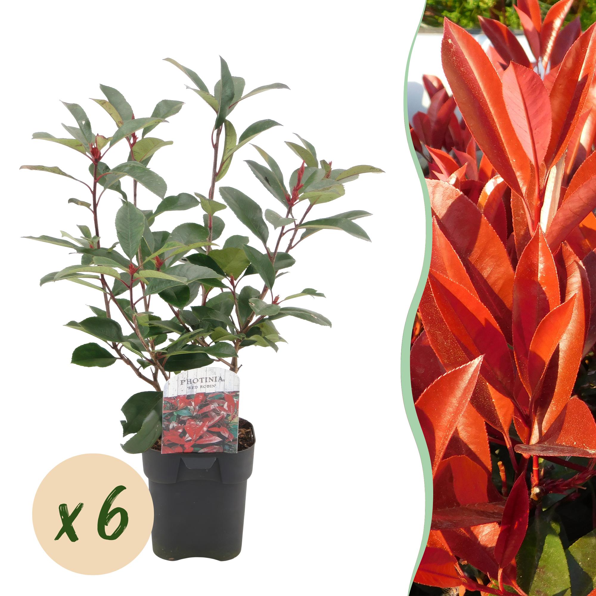 Heckenpflanzen - Photinia fraseri Red Robin - grün rot - 6 Pflanzen - 1 laufender Meter - immergrün - Topf 17cm Höhe 50cm