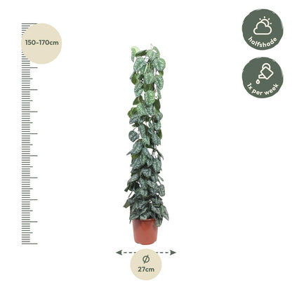 Scindapsus Pictus Trebie - 160 cm - ø27
