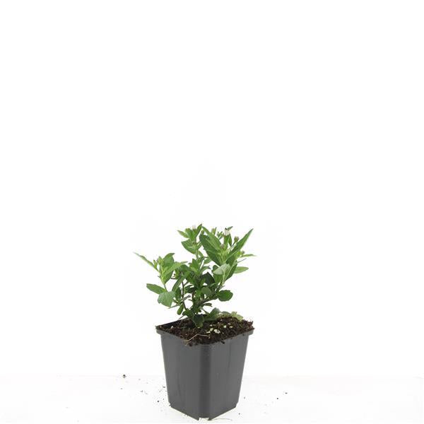 24x Aster ageratoides ‘Stardust’ – Herbst-Aster mit weißen Blüten – Höhe 10–25 cm – Ø 9 cm