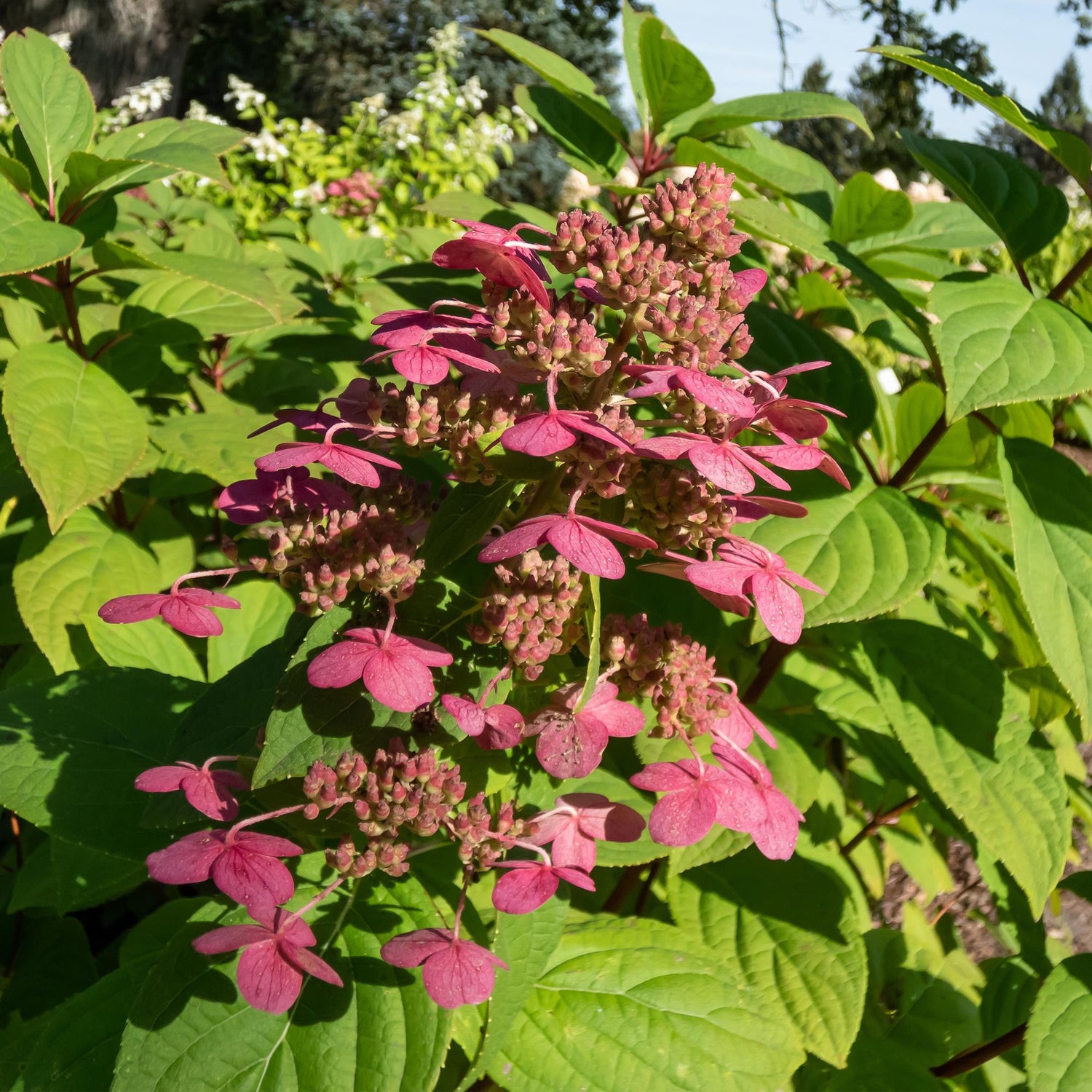Rispenhortensie - Hydrangea panniculata Wims Red - Blüte Weiß Rot - 1 Pflanze - Laubabwerfend - Große Blüten - Topf 17cm Höhe 50cm