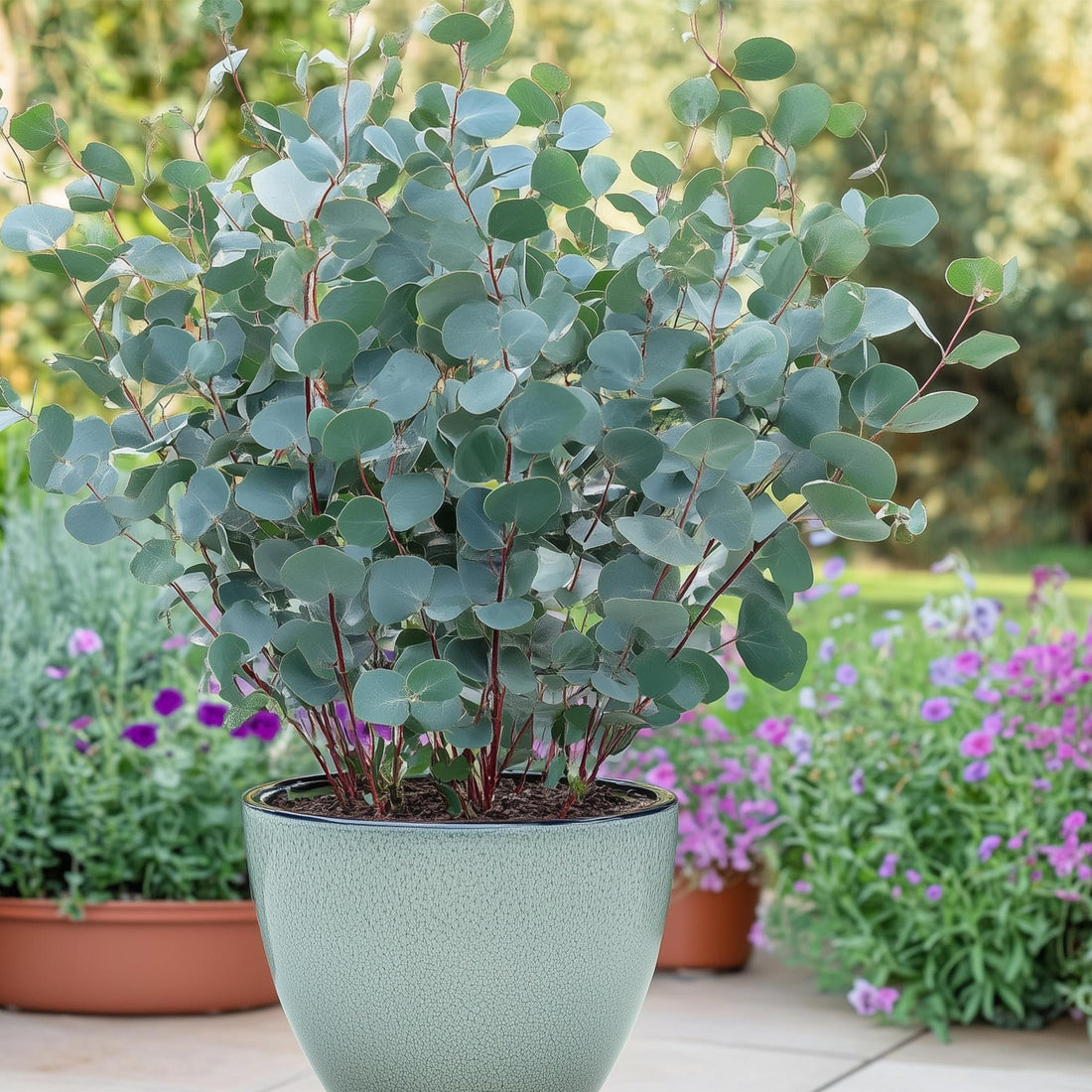 Terrassenpflanze - Eukalyptusbaum - Eucalyptus gunni - Grau - 4 Pflanzen - Winterhart - Topf 17cm Höhe 40cm