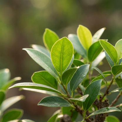 Bonsai S-Form Baum - Ø 15 cm - Höhe: 30-35 cm (Keramik-Mix)