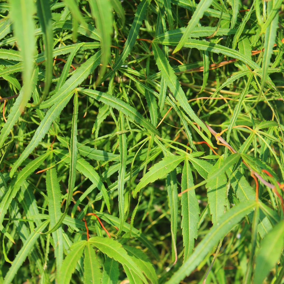 GreenboutiQ - Balkonpflanze - Japanischer Ahorn - Acer palmatum Koto-no-ito - Grün - 1 Pflanze - Laubabwerfend - Topf 19cm Höhe 70cm