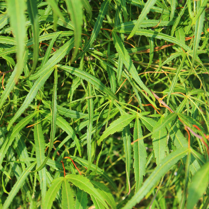 GreenboutiQ - Balkonpflanze - Japanischer Ahorn - Acer palmatum Koto-no-ito - Grün - 1 Pflanze - Laubabwerfend - Topf 19cm Höhe 70cm