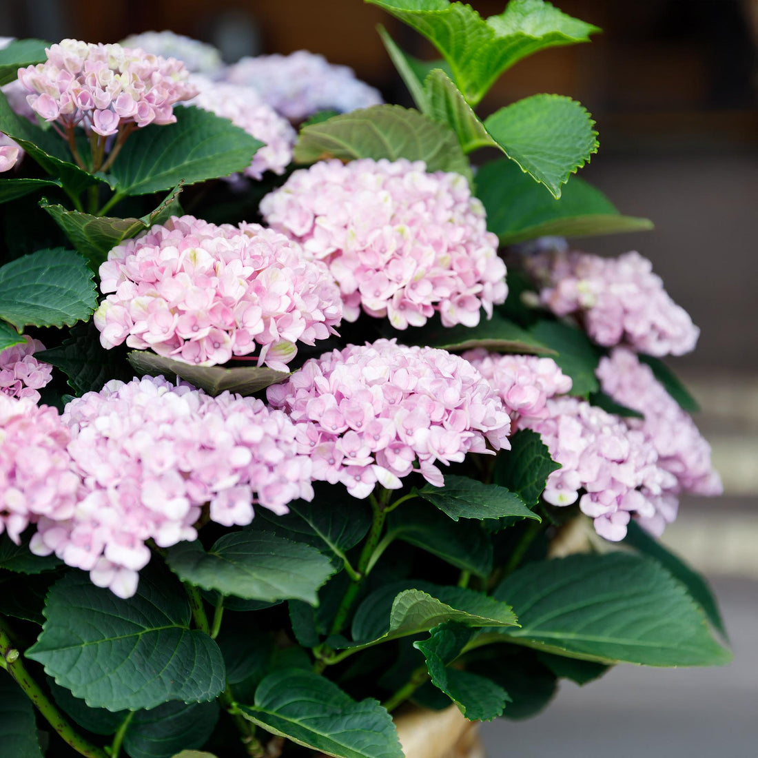 Hortensie Magical Revolution Pink – 2 Pflanzen – 6–10 Blüten – Ø23 cm Topf – Höhe ca. 55 cm