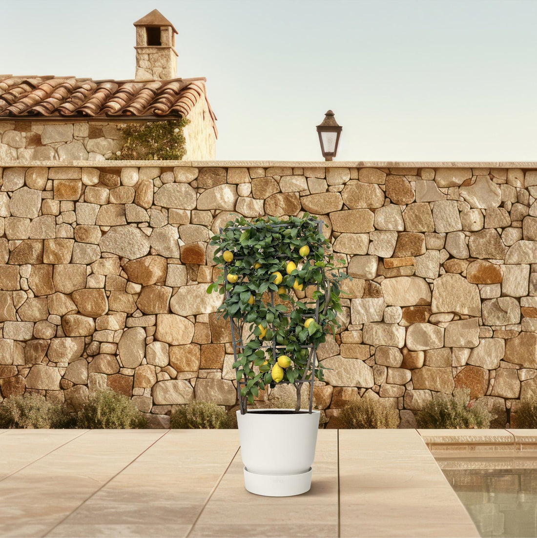 Citrus Lemon Spalier 160 cm | Zitronenbaum im Ø60 cm Topf – Mediterrane Kübelpflanze
