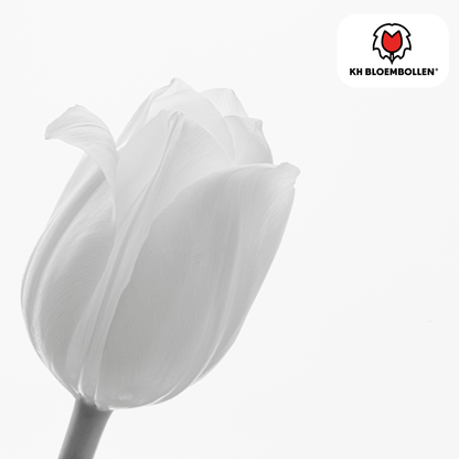 Catherina Tulpenzwiebeln – 20er-Pack | Weiß &amp; edel