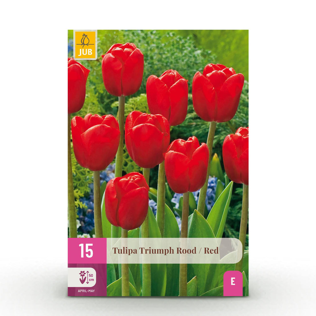 Tulp Triumph Red - Farbe Rot - 15 Stück - Zwiebelgröße 11/12 - XXL Pack