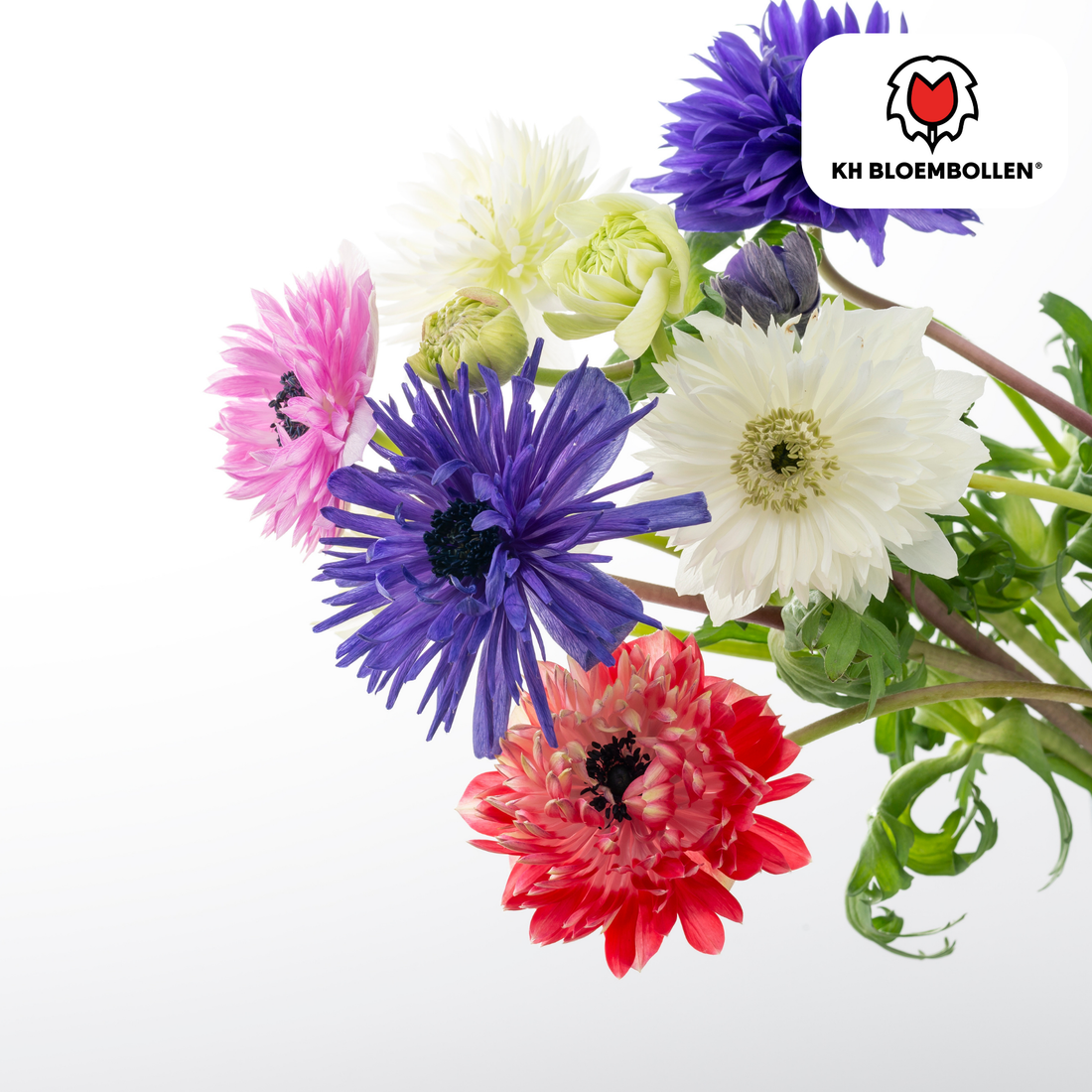 Anemonen doppelt – 30 Stück | Gefüllte Frühlingsblumen