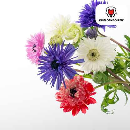 Anemonen doppelt – 30 Stück | Gefüllte Frühlingsblumen