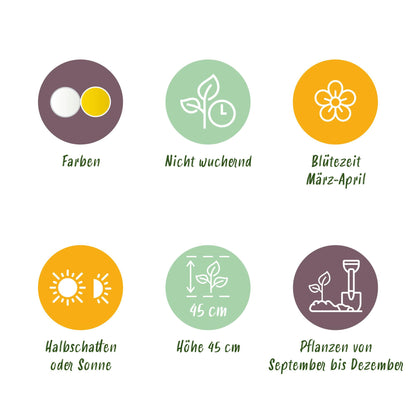 Narzissen Botanical Mix | 20 Stück Gelb &amp; Weiß – Zwiebelgröße 10/12 – XXL Pack