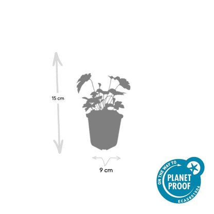 24x Anemone tomentosa ‘Robustissima’ – Herbst-Anemone für Beete &amp; Rabatten – Höhe 10–25 cm – Ø 9 cm