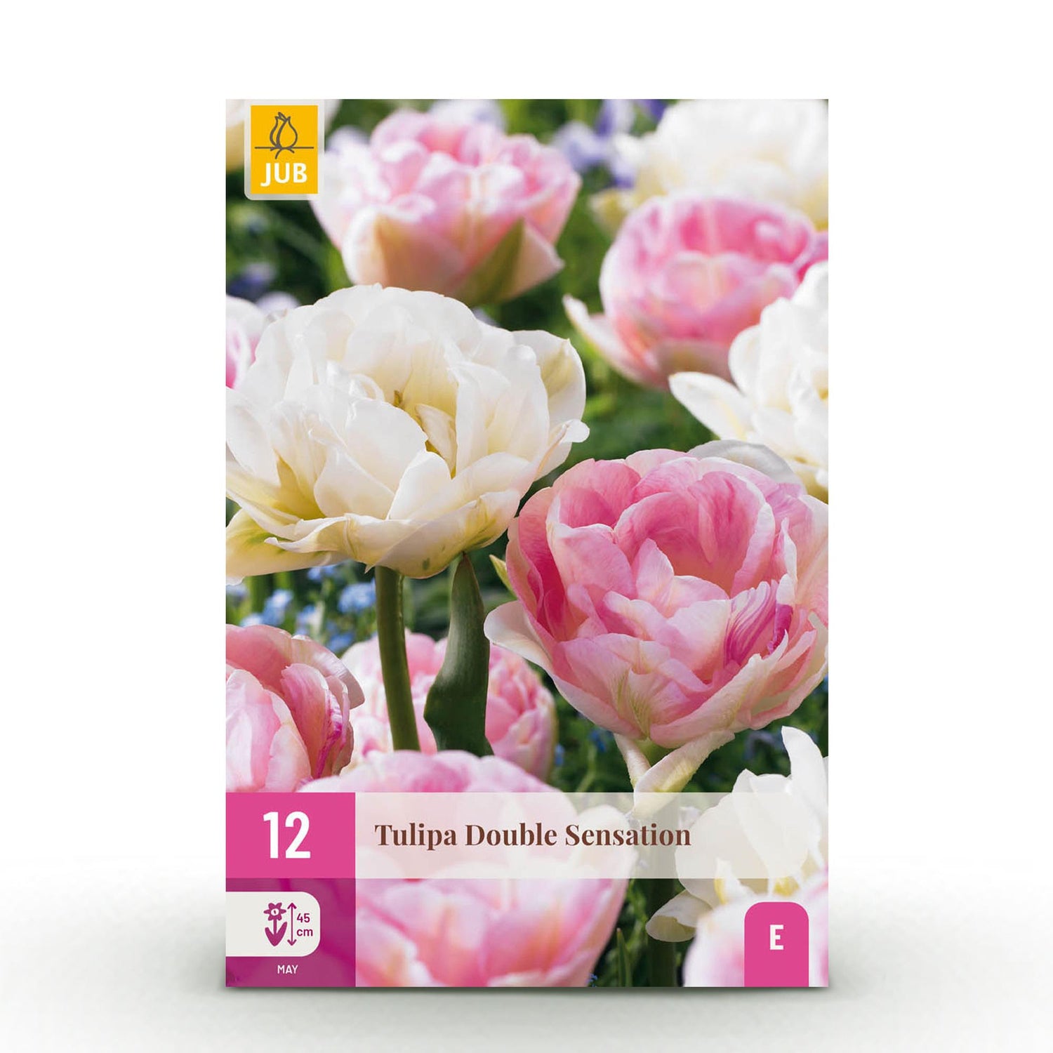Tulpe Double Sensation - Farbe Weiß und Rosa - 12 Stück - Zwiebelgröße 11/12 - XXL Pack
