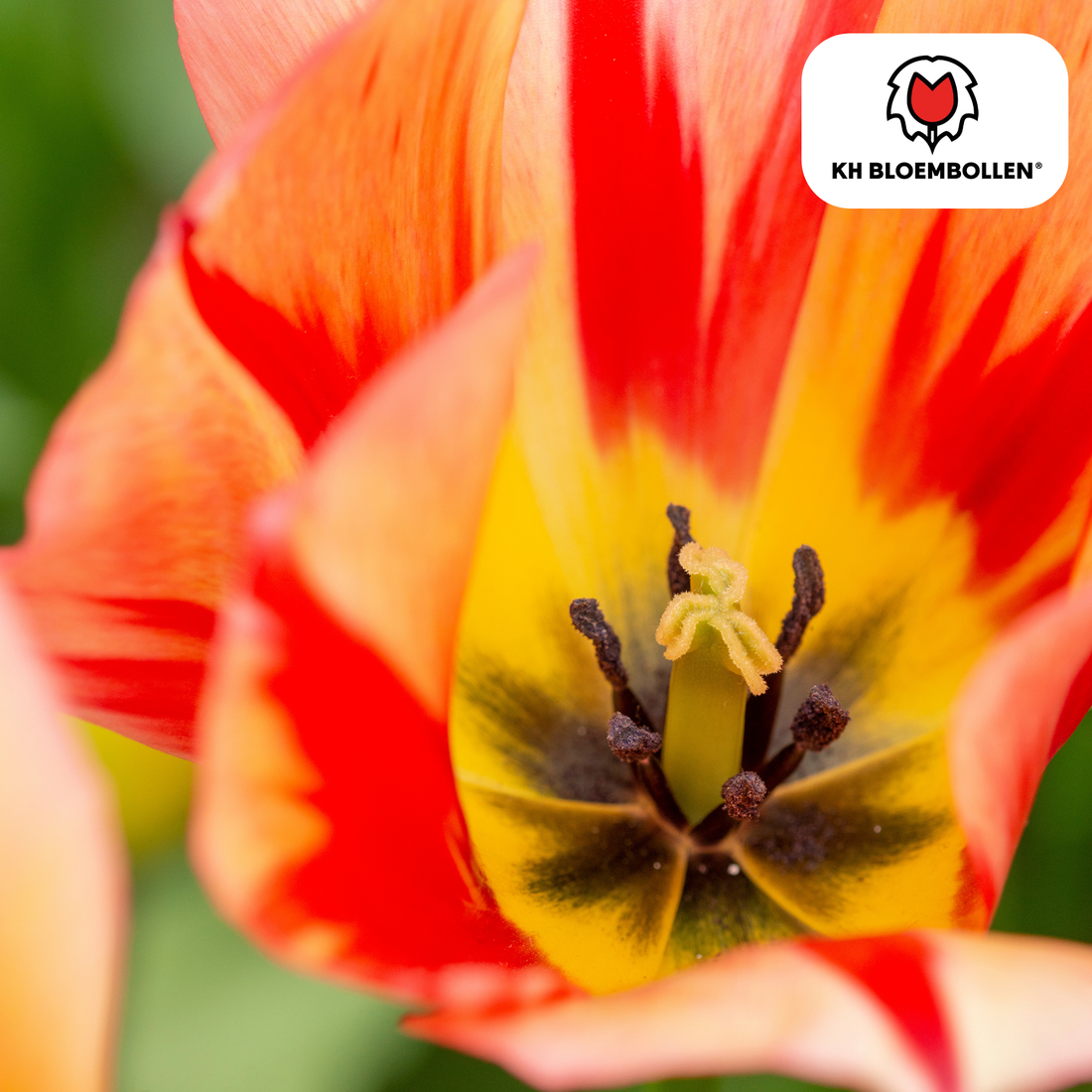 Tulpenzwiebeln Spring Break – 20er-Pack | Frisch &amp; farbenfroh