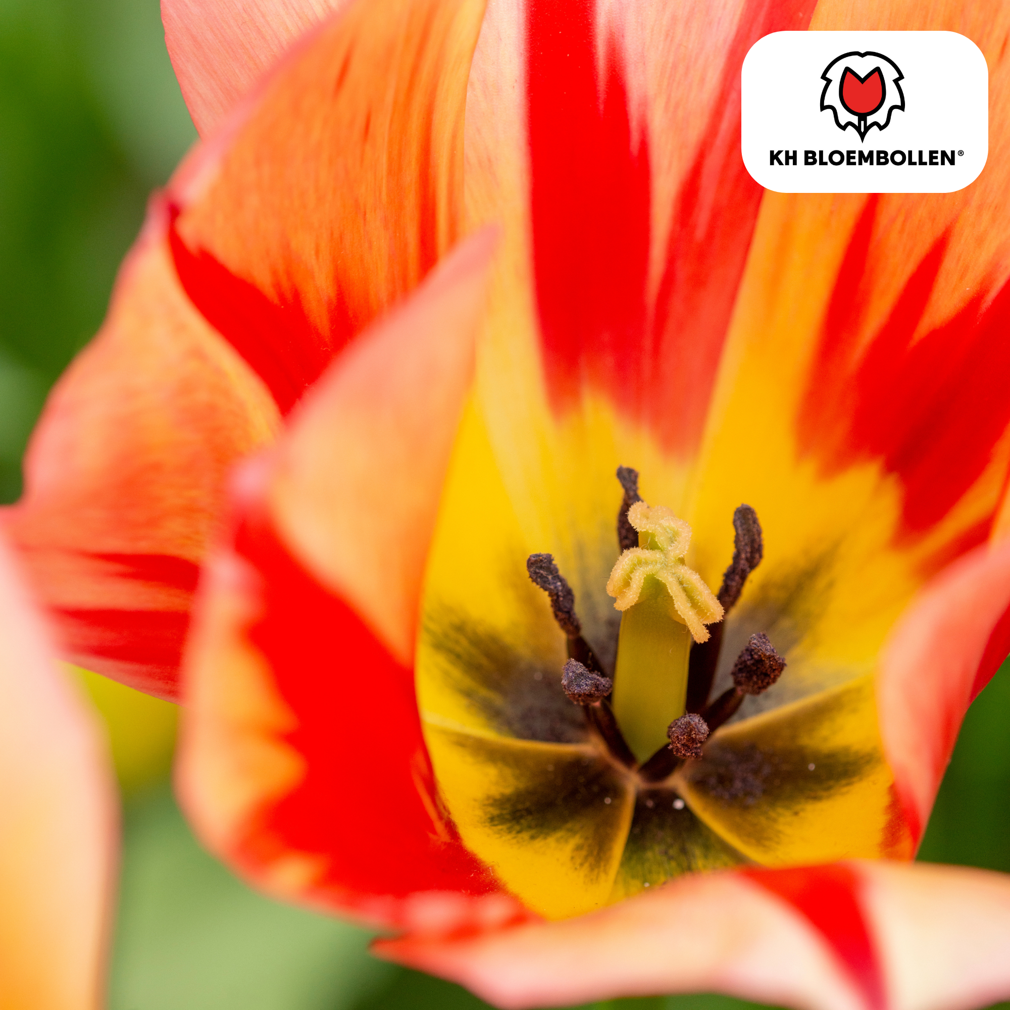 Tulpenzwiebeln Spring Break – 20er-Pack | Frisch &amp; farbenfroh