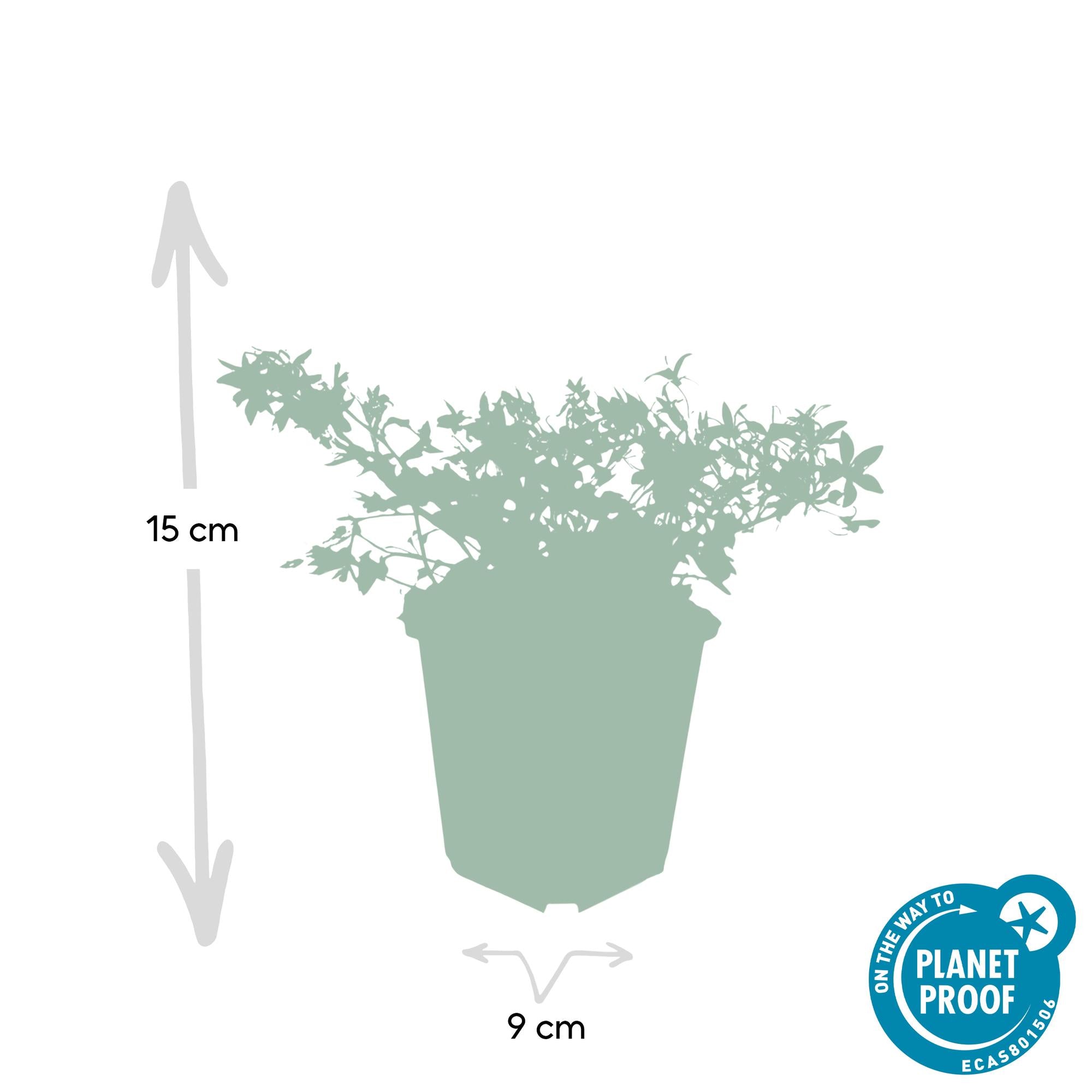 24x Campanula poscharskyana ‘Stella’ – Hängepolster-Glockenblume für Beete, Mauern &amp; Balkon – Höhe 10–25 cm – Ø 9 cm
