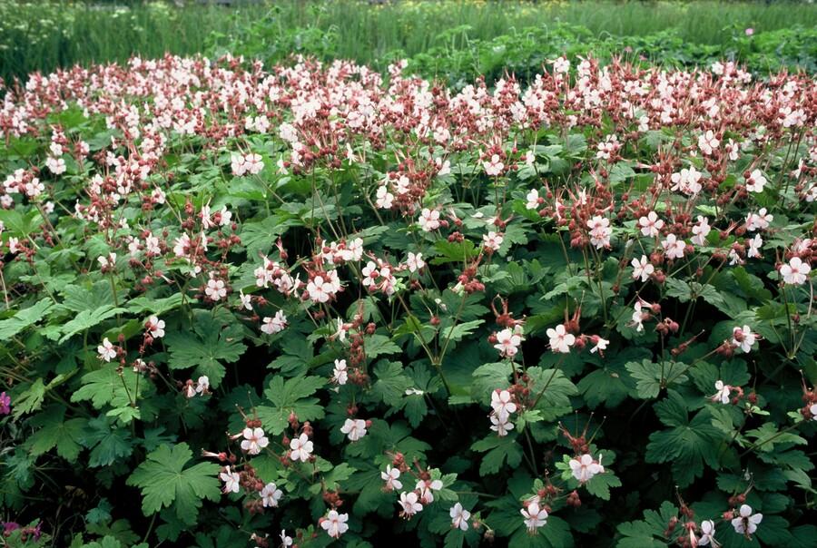 24x Geranium macr. &