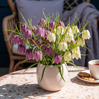 Blumenzwiebeln Fritillaria Meleagris Mix | 30 Stück Lila &amp; Weiß – Zwiebelgröße 6/7 – XXL Pack