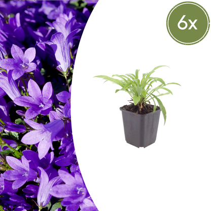 6x Campanula pers. &