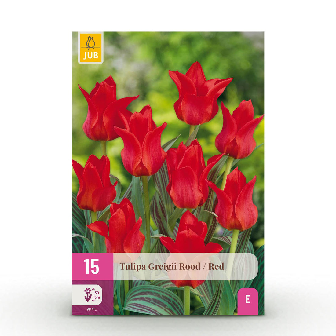 Tulpen Greigii Red - Bulbs Hardy Perennial - Farbe Rot - 15 Stück - Zwiebelgröße 11/12 - XXL Pack