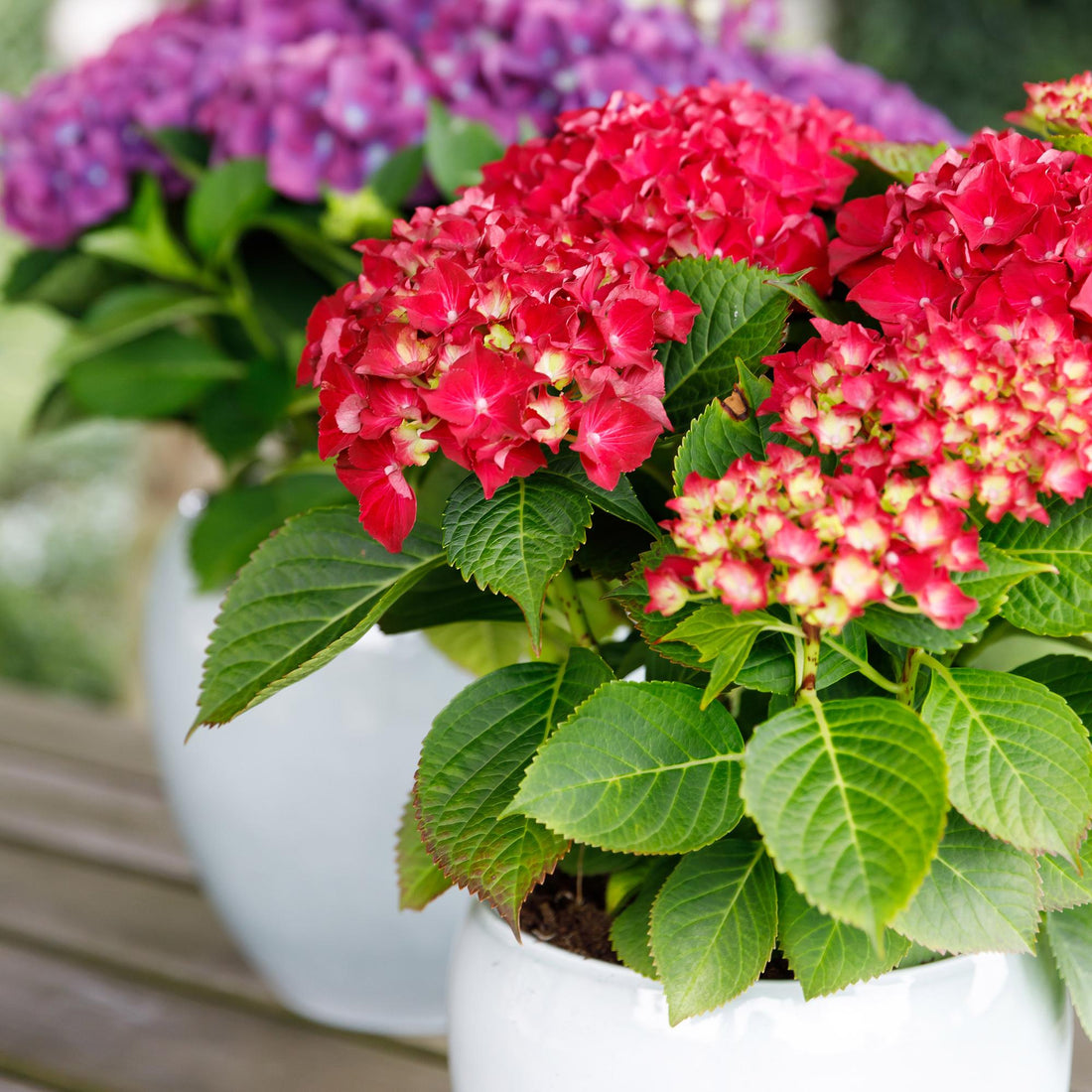 Balkon-Hortensie Forever &amp; Ever Rot – 2 Pflanzen – 7–12 Blüten – Ø23 cm Topf – Höhe ca. 55 cm