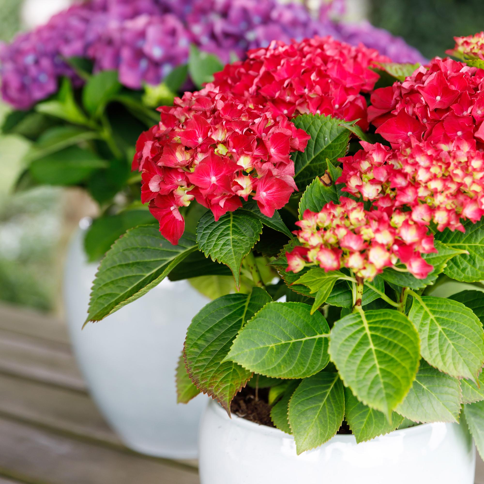 Balkon-Hortensie Forever &amp; Ever Rot – 2 Pflanzen – 7–12 Blüten – Ø23 cm Topf – Höhe ca. 55 cm