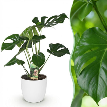 Monstera Deliciosa - 1 Pflanze - mit Potter Weiß oder Grau - Topf 21cm - Höhe 70-80cm