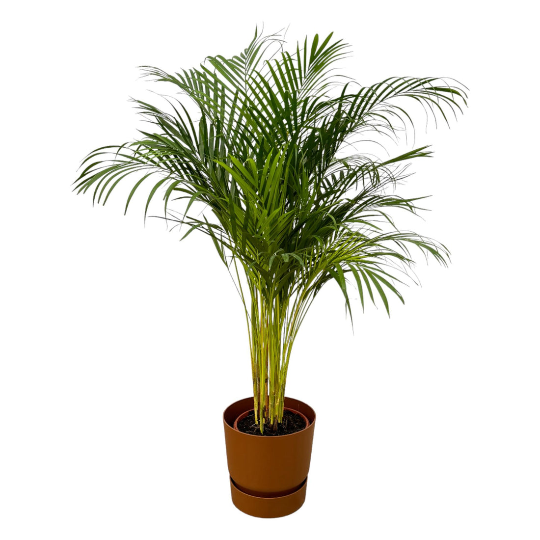 Areca-Palme 85 cm mit Topf – Goldfruchtpalme für gesunde Raumluft