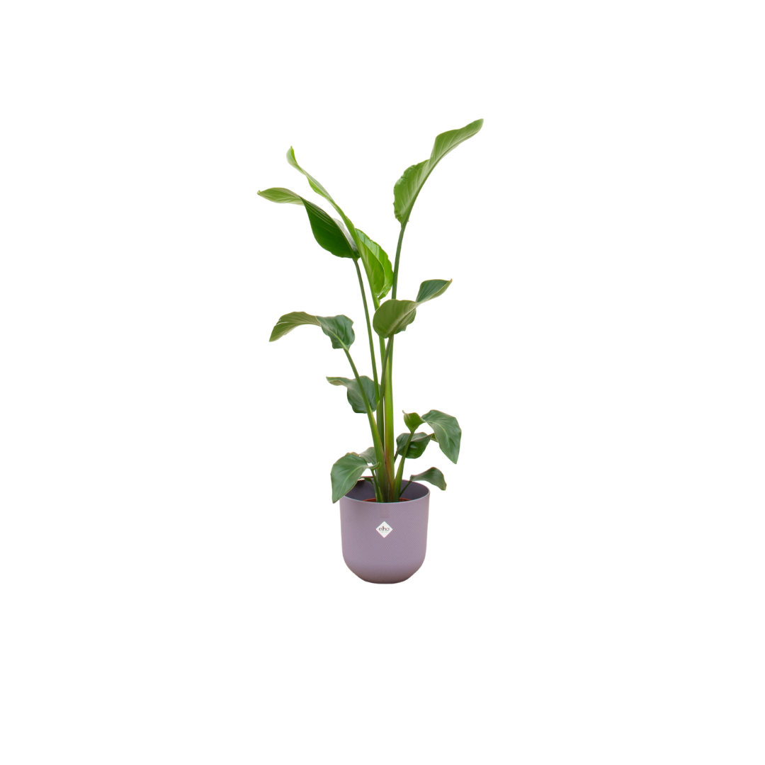 Strelitzia Nicolai 100cm mit Topf – Weißer Paradiesvogel für Ihr Zuhause