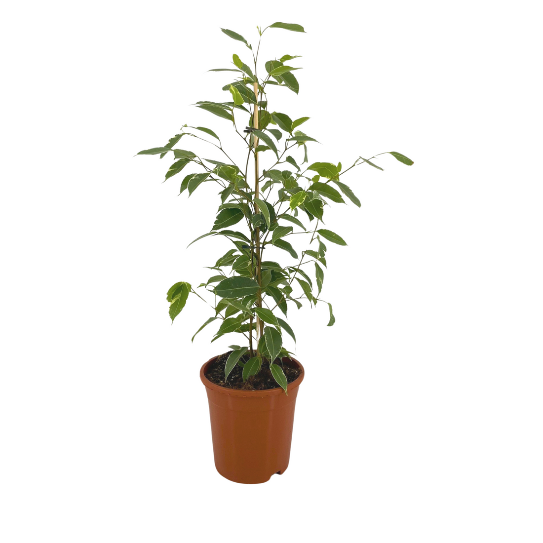 Ficus Benjamina – Elegante Birkenfeige für Innenräume