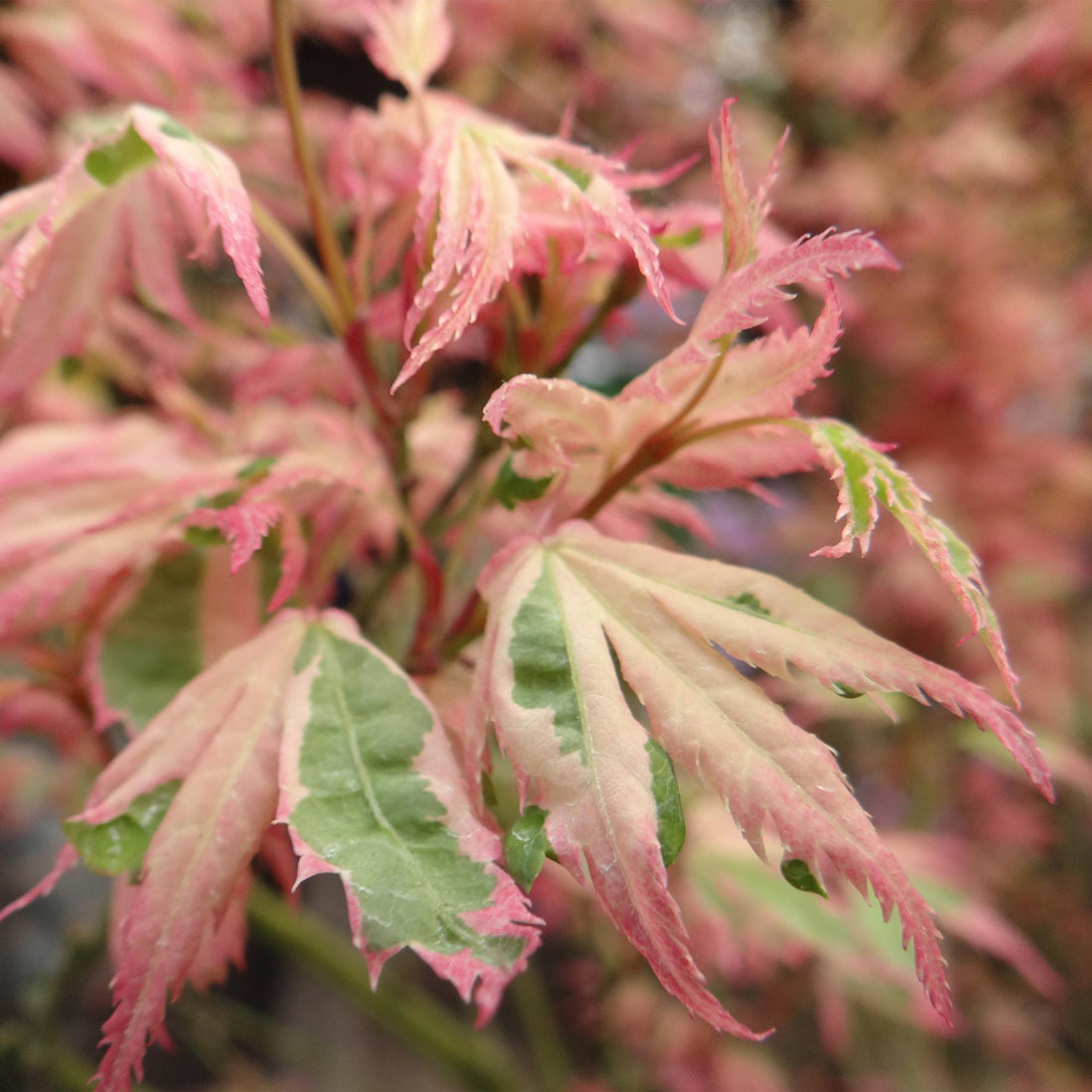 Japanischer Ahorn - Acer palmatum Iyoshi - Rosa - 1 Pflanze - Laubabwerfend - Topf 19cm Höhe 70cm