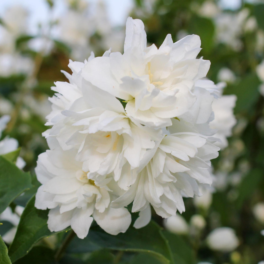 Bauernjasmin - Philadelphus Snowbelle - Blüte Weiß - 1 Pflanze - Laubabwerfend - Wenig Pflege - Topf 17cm Höhe 45cm