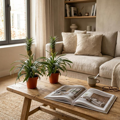 Ananaspflanze Mi Amigo - 2 Stück - Ø 12 cm - Höhe: 35 - 40 cm