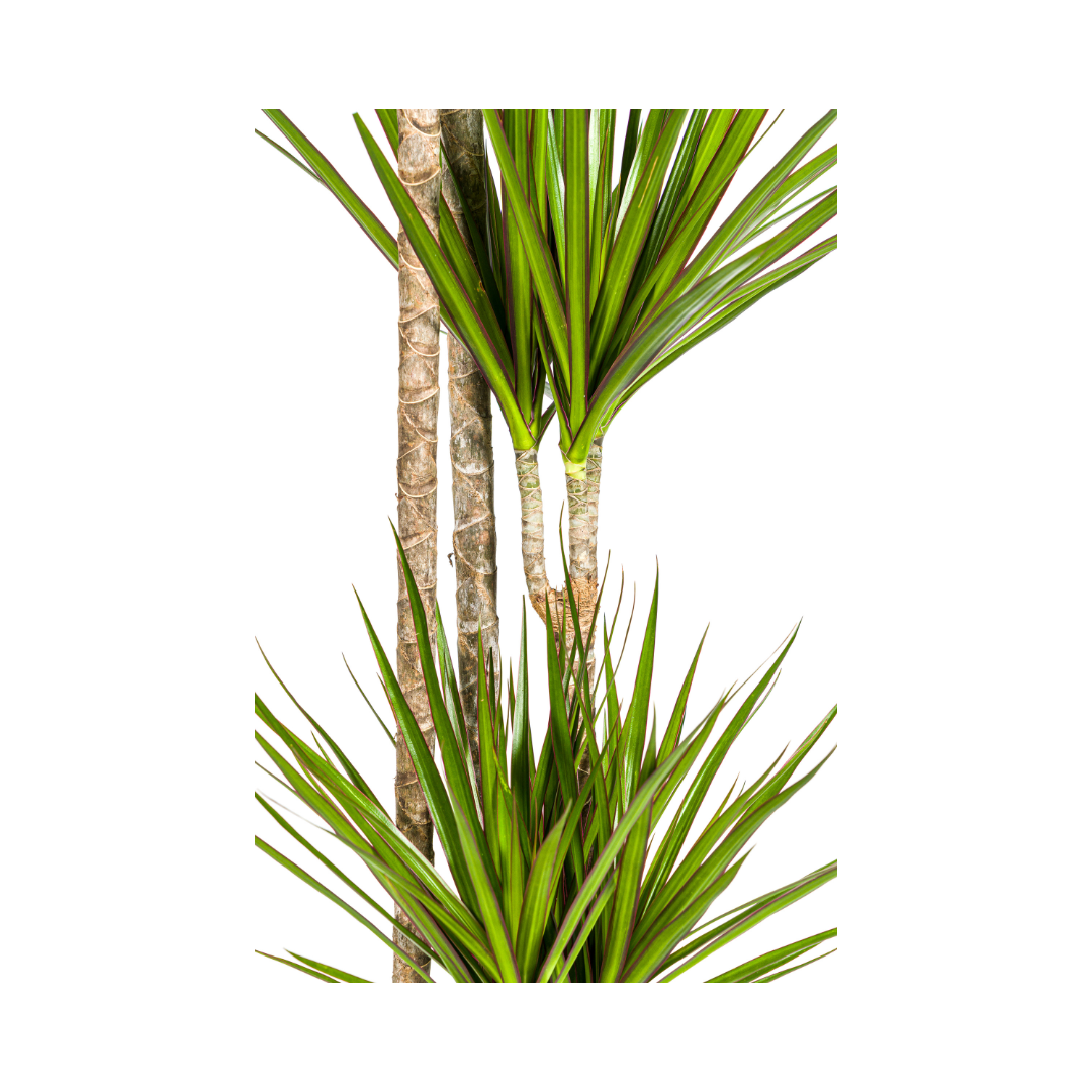 Dracaena Marginata ‘Green’ Ø27, 170–190 cm