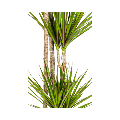 Dracaena Marginata ‘Green’ Ø27, 170–190 cm