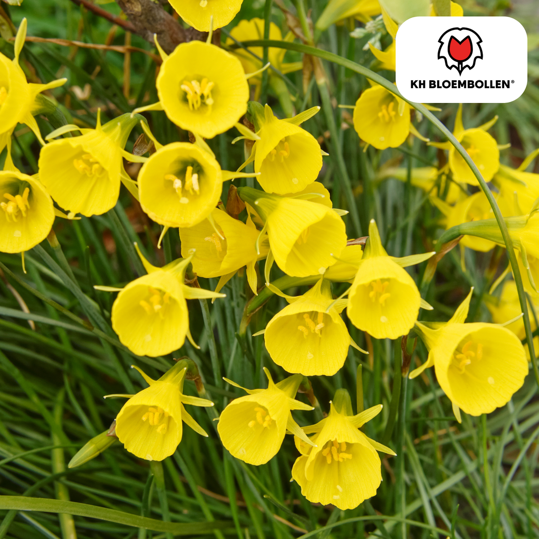 Narzissen Golden Bells – 25 Stück | Glöckchenform &amp; bienenfreundlich