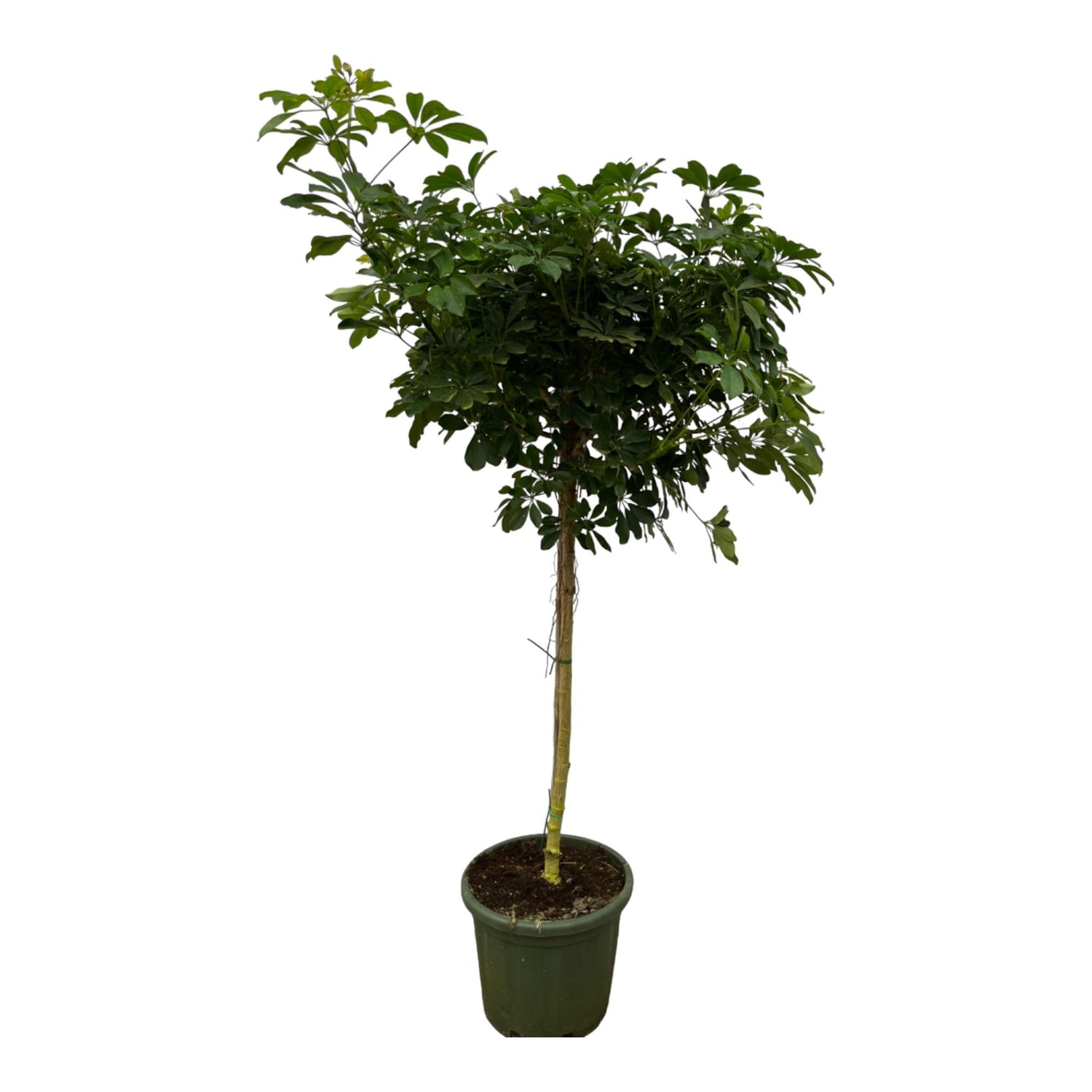 Schefflera ‘Nora’ 220 cm | XXL-Strahlenaralie im Ø45 cm Topf – Immergrün &amp; Pflegeleicht