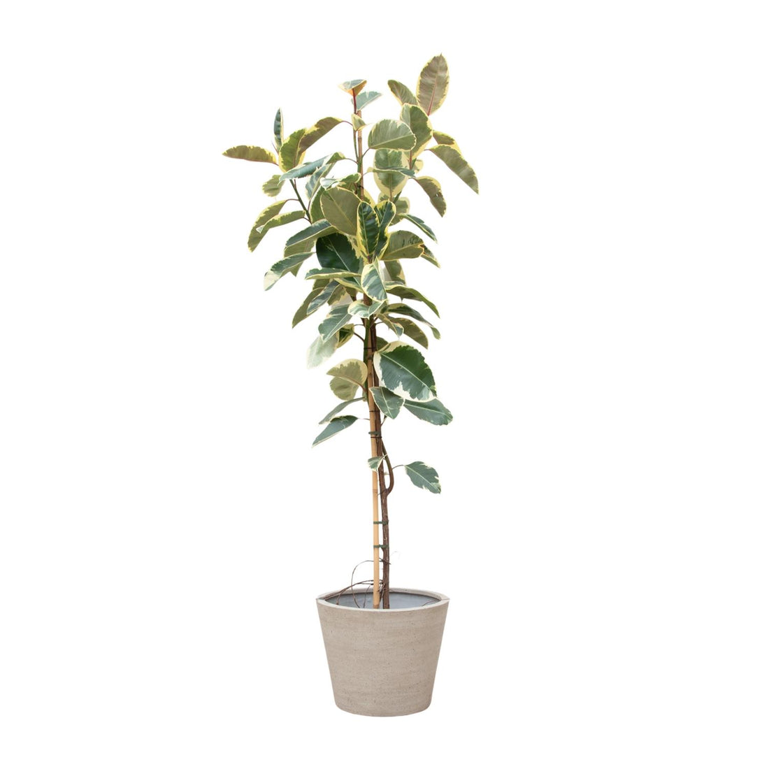 Ficus Tineke auf Stamm – Eleganter Gummibaum mit Farbspiel