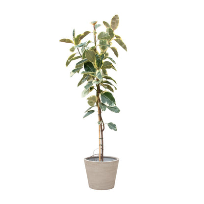 Ficus Tineke auf Stamm – Eleganter Gummibaum mit Farbspiel