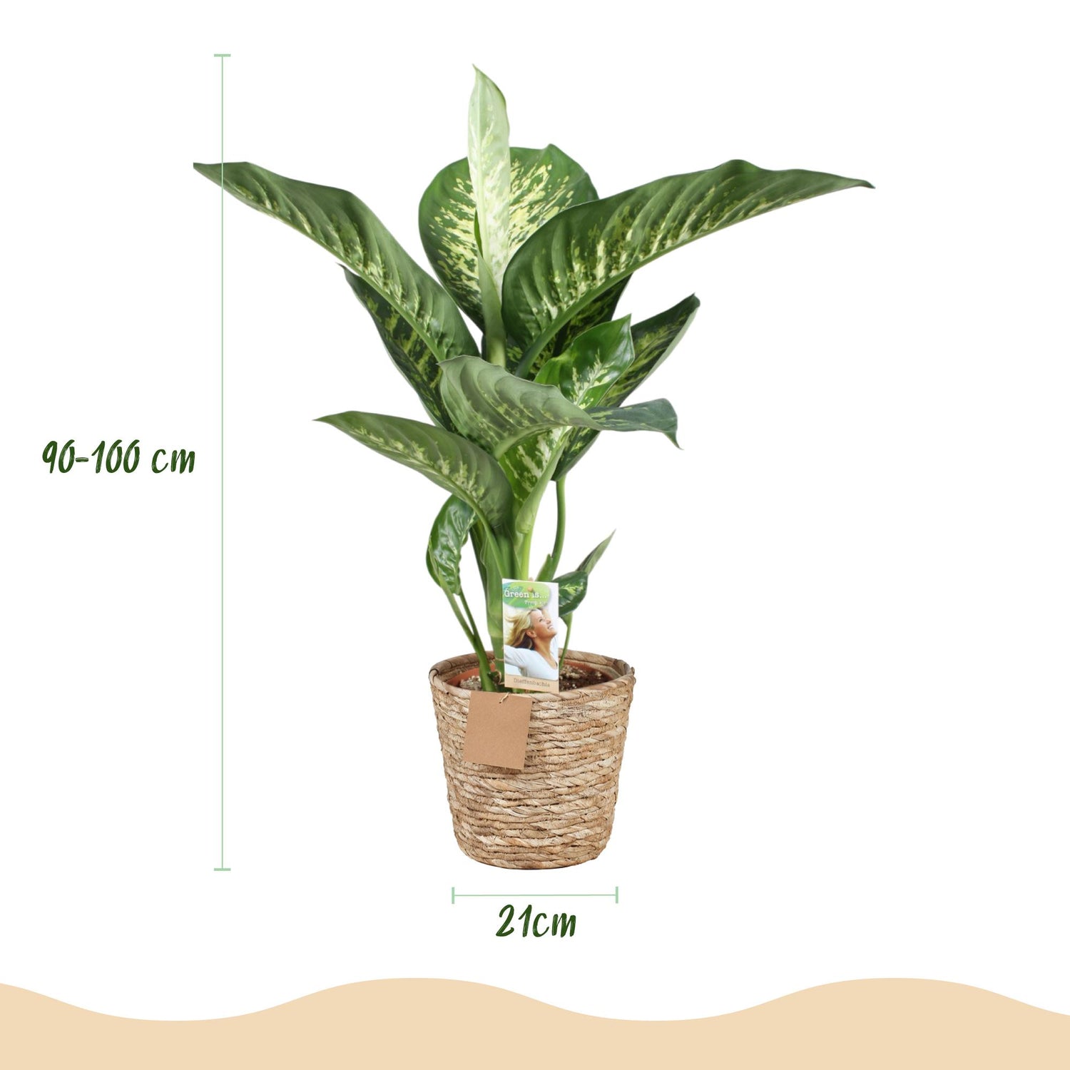 Diefenbachia Tropic Snow - Dieffenbachia mit Korb - Höhe 90-100cm