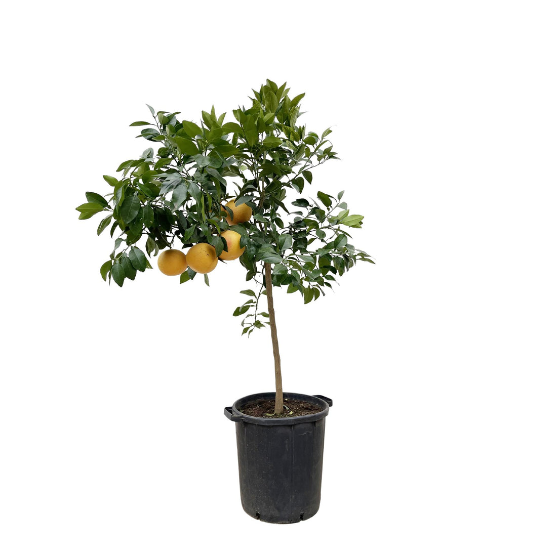 Citrus Pompelmo – Grapefruitbaum – ca. 150 cm – Ø40 cm Topf – Mediterrane Kübelpflanze