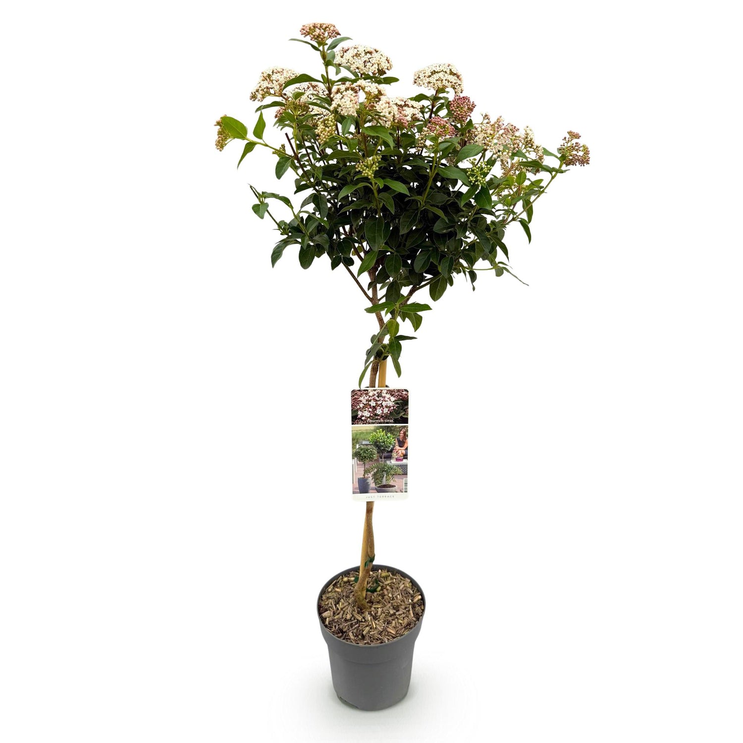 Viburnum tinus - Terrassen Pflanze - Immergrün - Winterhart - Weiß-Rosa Blüte - Topf 19cm Höhe 90cm