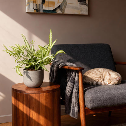 Pteris cretica Albolineata - Schwertfarn - 1 Pflanze - Topf 12cm - Höhe 20cm