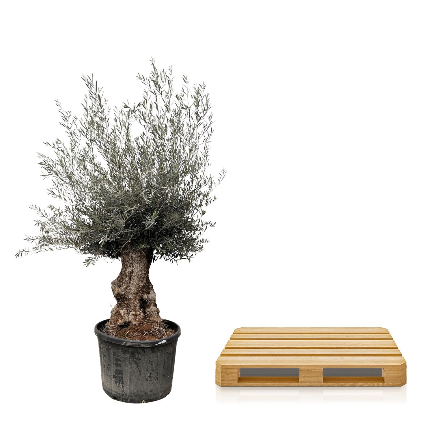 Olea europaea Bonsai – Mediterraner Olivenbaum