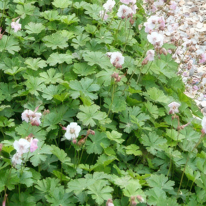 24x Geranium cantabrigiense ‘Biokovo’ – Duft-Storchschnabel für Garten &amp; Beete – Höhe 10–25 cm – Ø 9 cm