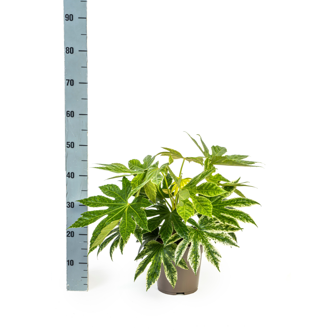 Fatsia japonica ‘Spider’s Web’ 40–50 cm | Japanische Aralie im Ø19 cm Topf – Immergrün &amp; Exklusiv