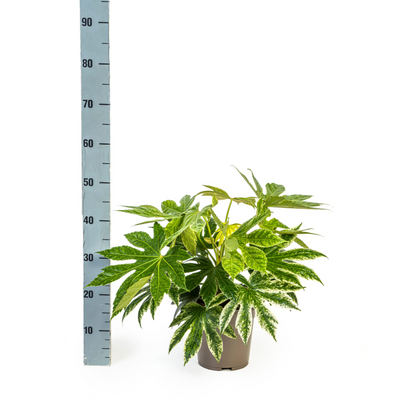 Fatsia japonica ‘Spider’s Web’ 40–50 cm | Japanische Aralie im Ø19 cm Topf – Immergrün &amp; Exklusiv